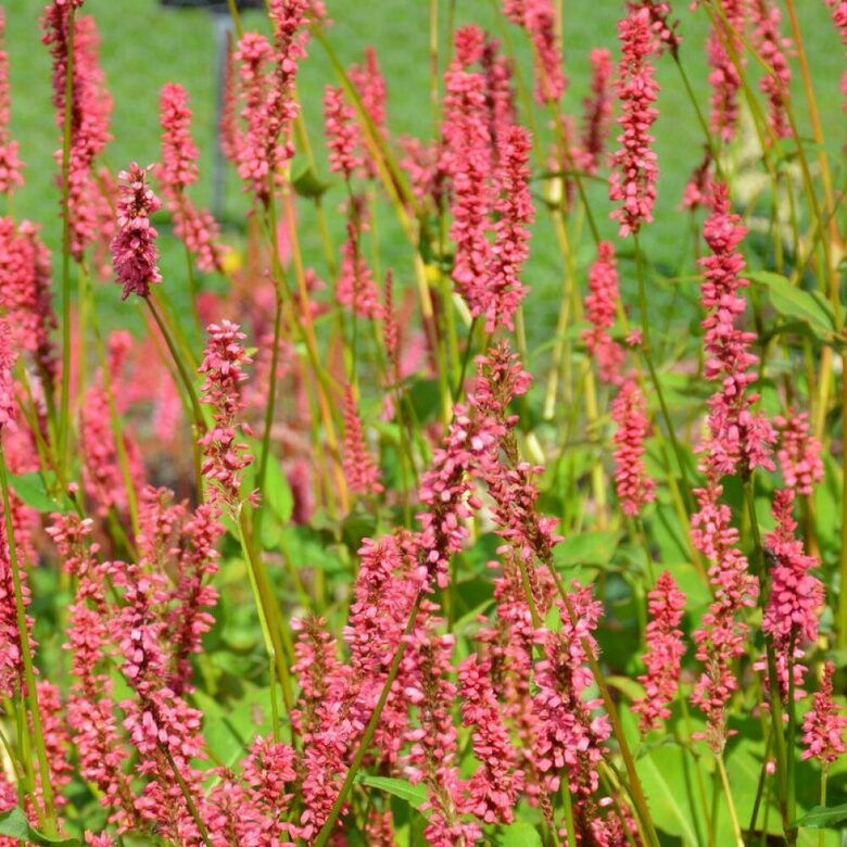 Persikarija JS Keep Smiling - 2 stādi